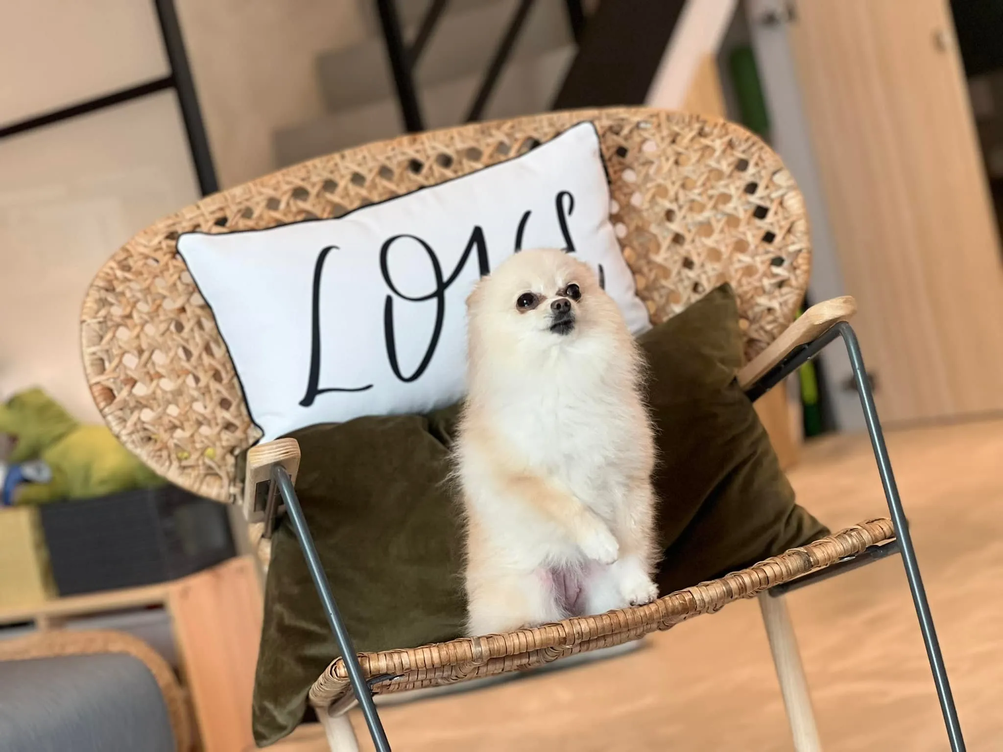 泥House_寵物友善2