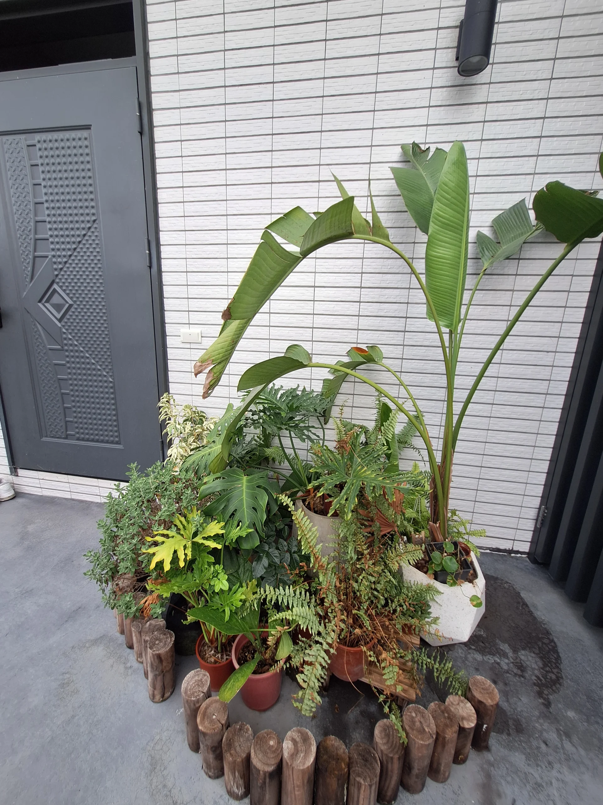 泥House_戶外植栽